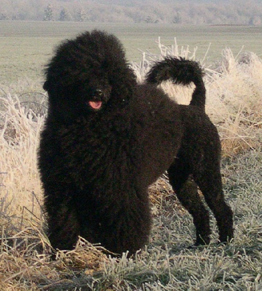 CH. Wizlo Velours noire degifford